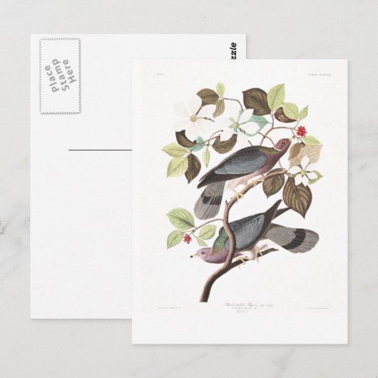 Audubon Plate 367 Band-tailed Pigeon Briefkaart (Voorkant / Achterkant)