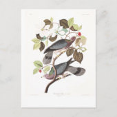 Audubon Plate 367 Band-tailed Pigeon Briefkaart (Voorkant)