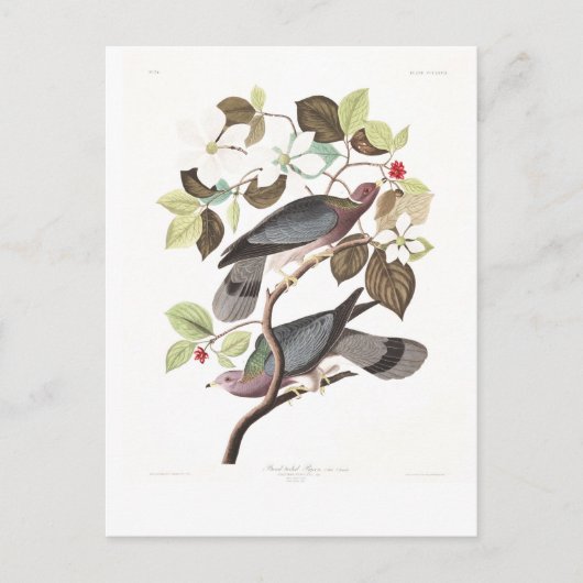 Audubon Plate 367 Band-tailed Pigeon Briefkaart (Voorkant)