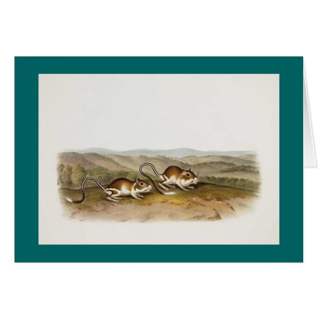 Audubon - Pouched Jerboa Mouse (Voorkant Horizontaal)