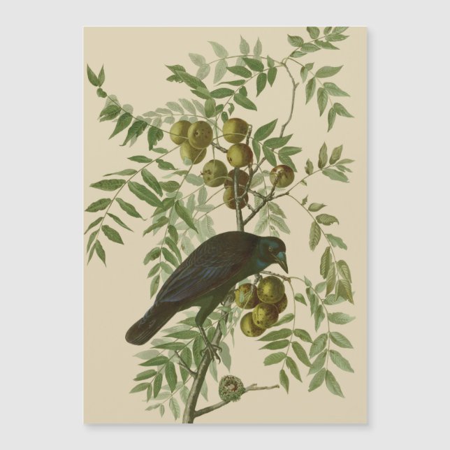 Audubon Purple Grackle Vogelprint Vintage Botanisc (Voorkant)
