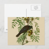 Audubon Purple Grackle Vogelprint Vintage Botanisc Briefkaart (Voorkant / Achterkant)