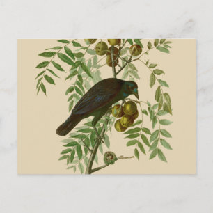 Audubon Purple Grackle Vogelprint Vintage Botanisc Briefkaart