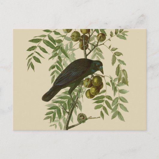 Audubon Purple Grackle Vogelprint Vintage Botanisc Briefkaart (Voorkant)