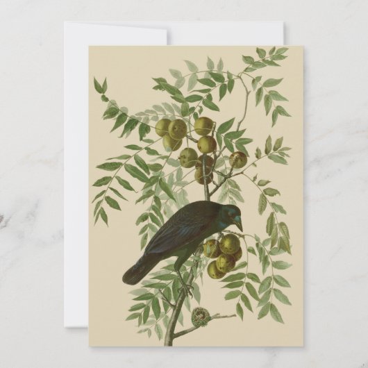 Audubon Purple Grackle Vogelprint Vintage Botanisc Kaart (Achterkant)