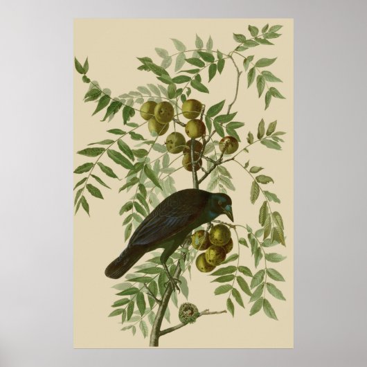 Audubon Purple Grackle Vogelprint Vintage Botanisc Poster (Voorkant)