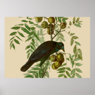Audubon Purple Grackle Vogelprint Vintage Botanisc Poster