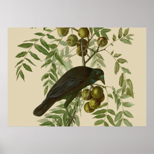 Audubon Purple Grackle Vogelprint Vintage Botanisc Poster (Voorkant)