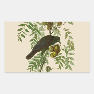 Audubon Purple Grackle Vogelprint Vintage Botanisc Rechthoekige Sticker
