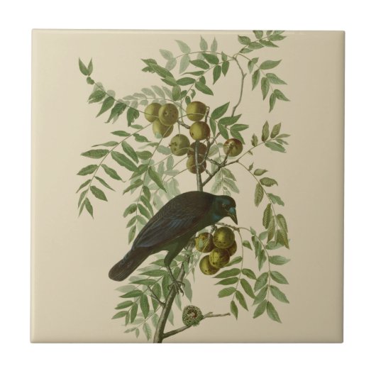 Audubon Purple Grackle Vogelprint Vintage Botanisc Tegeltje (Voorkant)