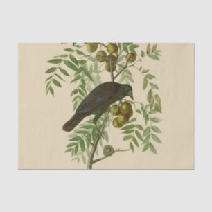 Audubon Purple Grackle Vogelprint Vintage Botanisc Tissuepapier