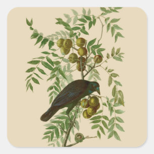 Audubon Purple Grackle Vogelprint Vintage Botanisc Vierkante Sticker