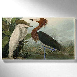 Audubon Purple Reiger Roodachtige Reiger Print: Vo Naambadge