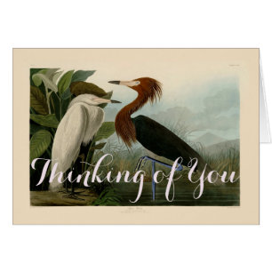 Audubon Purple Reiger Roodachtige Reigersoort Pren