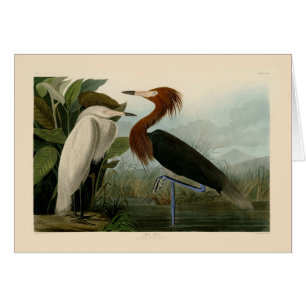 Audubon Purple Reiger Roodachtige Reigersoort Pren