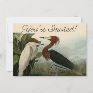 Audubon Purple Reiger Roodachtige Reigersoort Pren Kaart