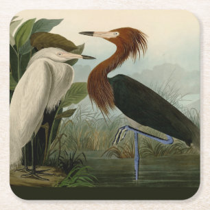 Audubon Purple Reiger Roodachtige Reigersoort Pren Kartonnen Onderzetters