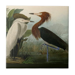 Audubon Purple Reiger Roodachtige Reigersoort Pren Tegeltje