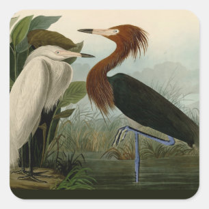 Audubon Purple Reiger Roodachtige Reigersoort Pren Vierkante Sticker