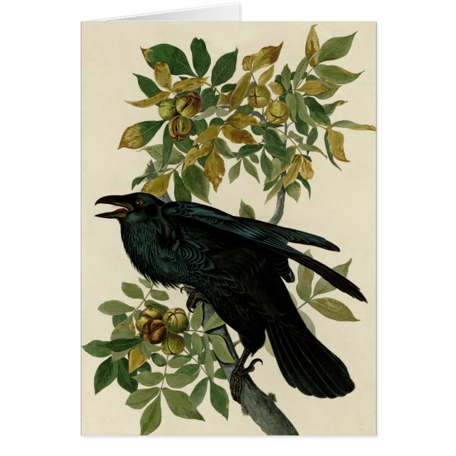 Audubon Raven Bird Classic Artwork (Voorkant)
