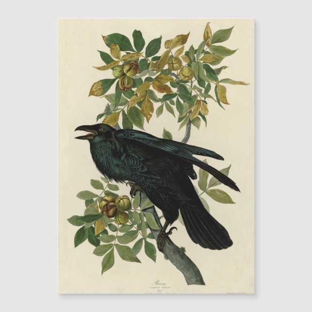 Audubon Raven Bird Classic Artwork (Voorkant)