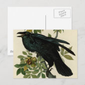 Audubon Raven Bird Classic Artwork Briefkaart (Voorkant / Achterkant)