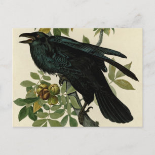 Audubon Raven Bird Classic Artwork Briefkaart