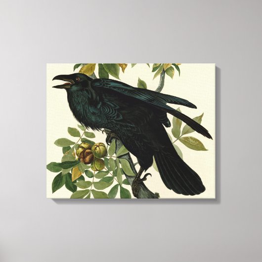 Audubon Raven Bird Classic Artwork Canvas Afdruk (Voorkant)