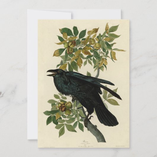Audubon Raven Bird Classic Artwork Kaart (Achterkant)
