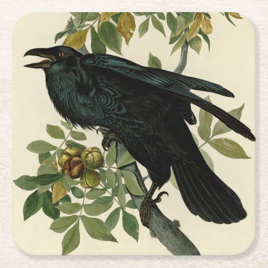 Audubon Raven Bird Classic Artwork Kartonnen Onderzetters (Voorkant)
