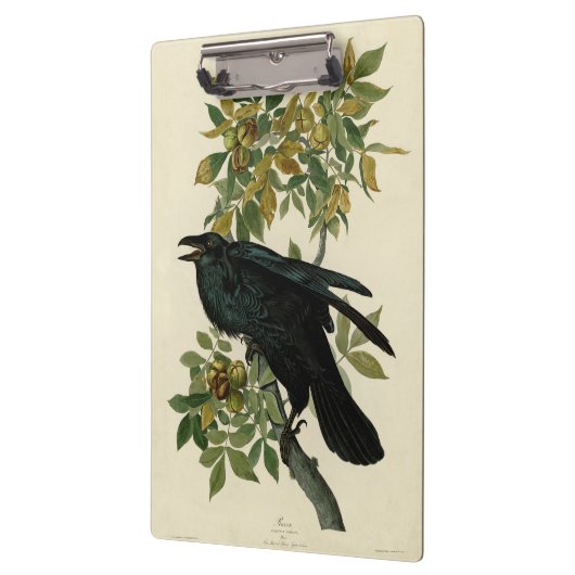 Audubon Raven Bird Classic Artwork Klembord (Links)