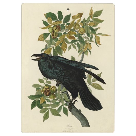 Audubon Raven Bird Classic Artwork Klembord (Achterkant)