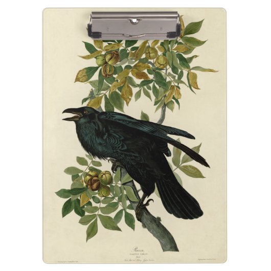 Audubon Raven Bird Classic Artwork Klembord (Voorkant)