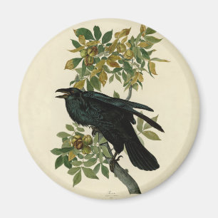 Audubon Raven Bird Classic Artwork Magneet