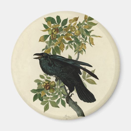 Audubon Raven Bird Classic Artwork Magneet (Voorkant)