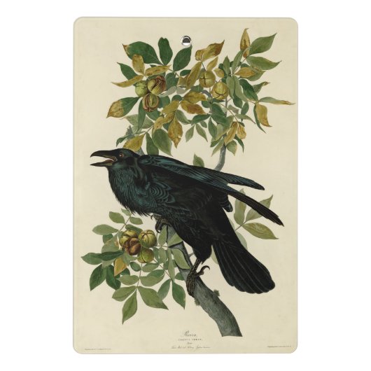 Audubon Raven Bird Classic Artwork Mini Klembord (Achterkant)