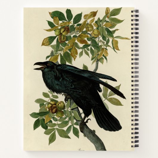 Audubon Raven Bird Classic Artwork Notitieboek (Achterkant)
