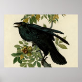 Audubon Raven Bird Classic Artwork Poster (Voorkant)