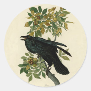 Audubon Raven Bird Classic Artwork Ronde Sticker