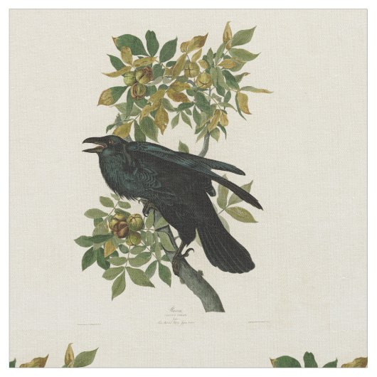 Audubon Raven Bird Classic Artwork Stof (Close Up)