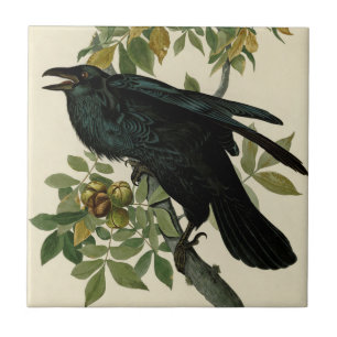 Audubon Raven Bird Classic Artwork Tegeltje