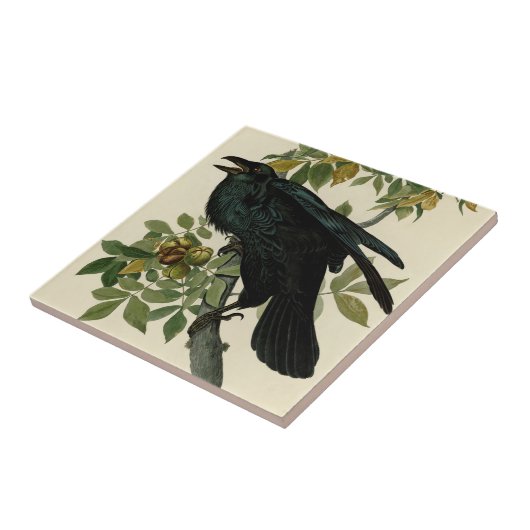 Audubon Raven Bird Classic Artwork Tegeltje (Zijkant)