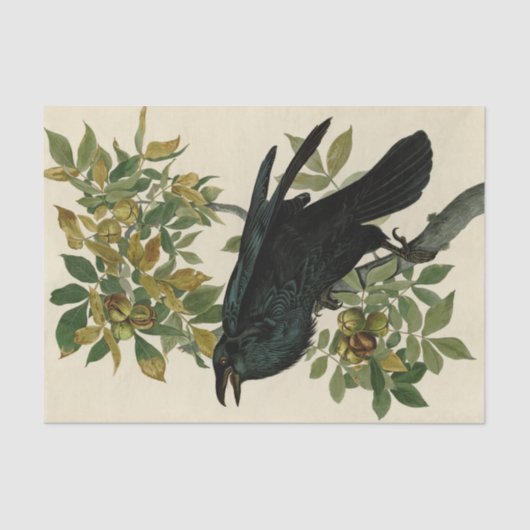 Audubon Raven Bird Classic Artwork Tissuepapier (Voorkant)