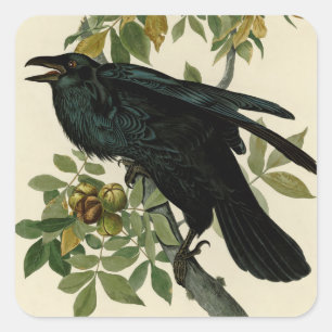 Audubon Raven Bird Classic Artwork Vierkante Sticker