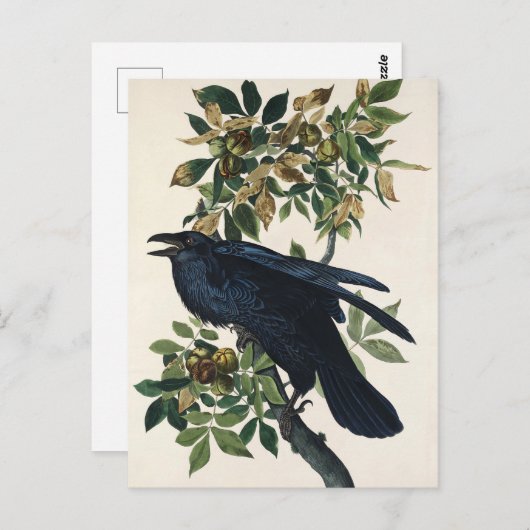 Audubon Raven Bird Classic Painting Briefkaart (Voorkant / Achterkant)