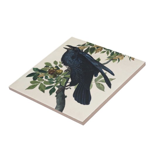 Audubon Raven Bird Classic Painting Tegeltje (Zijkant)
