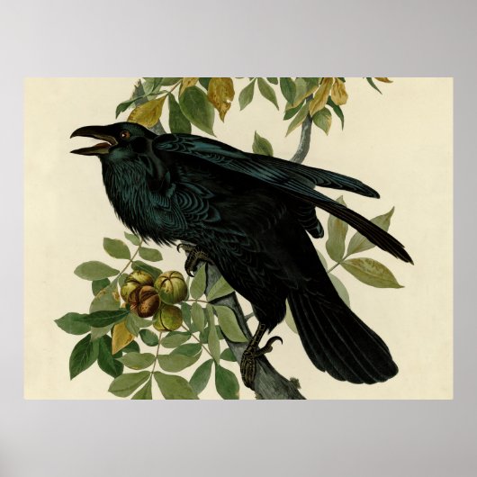 Audubon Raven Vogel Klassieke Kunst Poster (Voorkant)