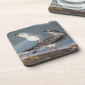 Audubon: Ring-buikmeeuw Drankjes Onderzetter (Linkerzijde)