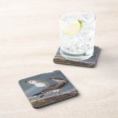 Audubon: Ring-buikmeeuw Drankjes Onderzetter (Rechterzijde)