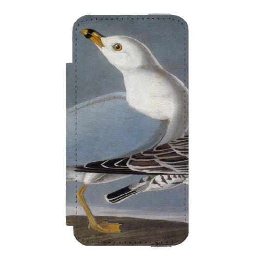 Audubon: Ring-buikmeeuw Incipio iPhone Portemonnee Hoesje (Voorkant Agenda)